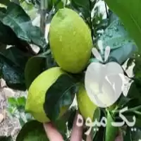 فروش نهال لیمو ترش اورکا در ساری در گروه خرید و فروش نهال در یکمیوه