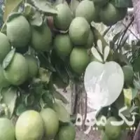 نهال لیمو ترش مغان خوشه در ساری در گروه خرید و فروش نهال در یکمیوه