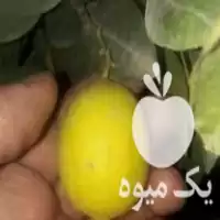خرید نهال لیمو ترش عمانی در ساری در گروه خرید و فروش نهال در یکمیوه