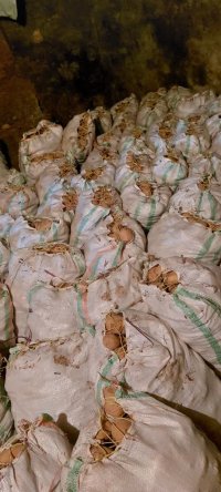 ویژه سیب زمینی بذری جلی در چادگان در گروه خرید و فروش سیب زمینی در یکمیوه