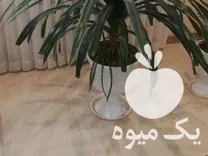 قیمت خرید گل زینتی پاندانوس در بوکان در گروه خرید و فروش گیاهان زینتی در یکمیوه -عکس1