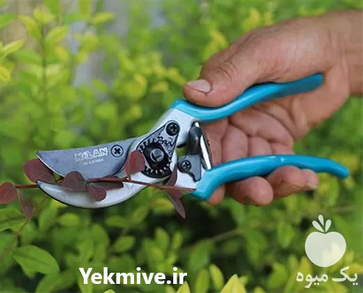 فروش قیچی باغبانی اصل در کرمانشاه در گروه خرید و فروش لوازم باغبانی در یکمیوه -عکس1