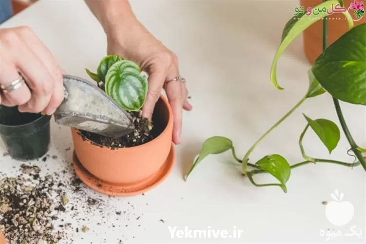 فروش خاک مرغوب کشاورزی در قزوین در گروه انواع محصولات خاک و تغذیه در یکمیوه -عکس1