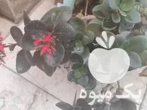 فروش و معاوضه انواع گل و گیاه در تهران در گروه خرید و فروش گیاهان زینتی در یکمیوه -عکس1