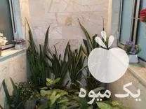 فروش انواع گل طبیعی در گروه خرید و فروش گیاهان زینتی در یکمیوه -عکس1