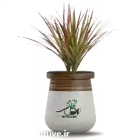 قیمت خرید دراسنا انواع گیاه در گروه خرید و فروش گیاهان زینتی در یکمیوه