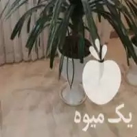 قیمت خرید گل زینتی پاندانوس در بوکان در گروه خرید و فروش گیاهان زینتی در یکمیوه