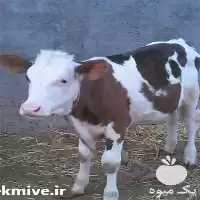 خرید گوساله سیمینتال هلشتاین جنس در گروه گاو و گوسفند و میش و بز کهره گوساله در یکمیوه