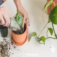 فروش خاک مرغوب کشاورزی در قزوین در گروه انواع محصولات خاک و تغذیه در یکمیوه