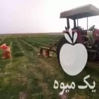 موور برچینکار و رگ طالبی در گلشن در گروه خرید و فروش دیسک کشاورزی در یکمیوه