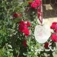 انواع شاخه های گل رز در کاشمر در گروه خرید و فروش گیاهان زینتی در یکمیوه