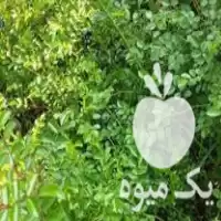 انواع گل یاس پیچ یاس در تنکابن در گروه خرید و فروش گیاهان زینتی در یکمیوه