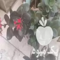 فروش و معاوضه انواع گل و گیاه در تهران در گروه خرید و فروش گیاهان زینتی در یکمیوه