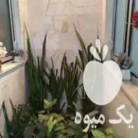 فروش انواع گل طبیعی در گروه خرید و فروش گیاهان زینتی در یکمیوه