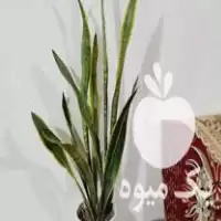 قیمت خرید انواع گل سانسورها در دابودشت در گروه خرید و فروش گیاهان زینتی در یکمیوه