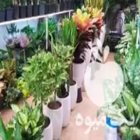 قیمت خرید انواع گل گیاه در گروه خرید و فروش گیاهان زینتی در یکمیوه