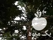 عرضه میوه استوایی پاپایا در تهران در گروه خرید و فروش میوه استوایی در یکمیوه -عکس1