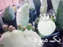 خرید نهال گلابی مالتا یه در آزادشهر در گروه خرید و فروش نهال گلابی در یکمیوه -عکس1