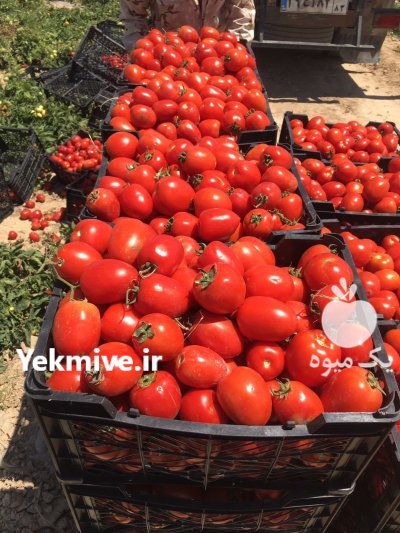 حق العمل کاری حسین زاده در تهران در گروه حق العمل کاری محصولات کشاورزی در یکمیوه -عکس3