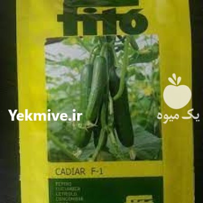 بذر خیار کادیار در گروه خرید و فروش بذر خیار در یکمیوه -عکس1