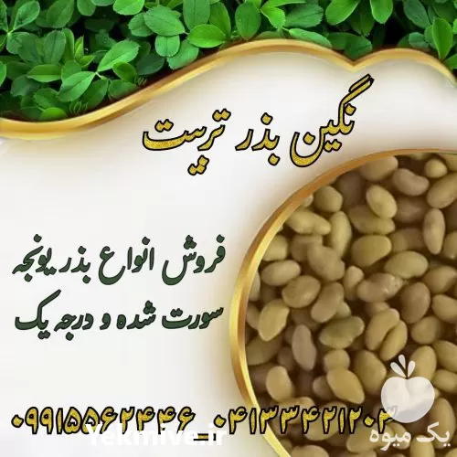 بذر یونجه بذر علوفه درجه در دهدشت در گروه خرید و فروش بذر یونجه در یکمیوه -عکس1