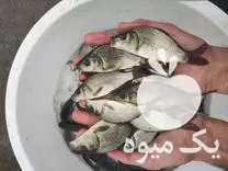 بچه ماهی کپور در تهران بچه در گروه خرید و فروش بچه ماهی در یکمیوه -عکس1