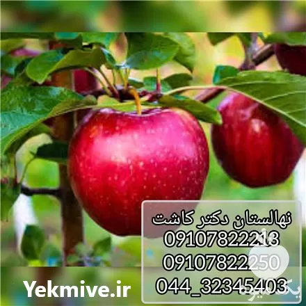 خرید نهال سیب گلاب انواع در زنجان در گروه خرید و فروش نهال در یکمیوه -عکس1