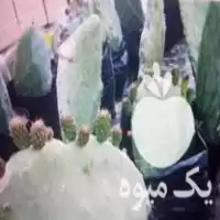 خرید نهال گلابی مالتا یه در آزادشهر در گروه خرید و فروش نهال گلابی در یکمیوه