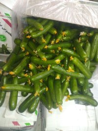 حق العمل کاری حسین زاده در تهران در گروه حق العمل کاری محصولات کشاورزی در یکمیوه