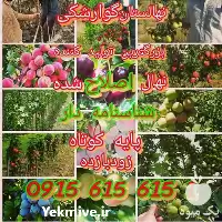 قیمت خرید نهال اصلاح شده در خراسان رضوی در گروه خرید و فروش نهال اصلاح شده در یکمیوه