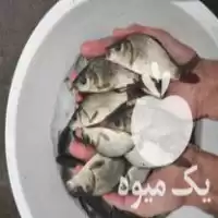 بچه ماهی کپور در تهران بچه در گروه خرید و فروش بچه ماهی در یکمیوه