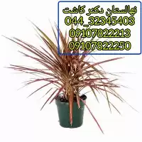 قیمت خرید گل دراسنا در کرج در گروه خرید و فروش گیاهان زینتی در یکمیوه