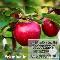 خرید نهال سیب گلاب انواع در زنجان در گروه خرید و فروش نهال در یکمیوه