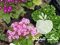 نمایشگاه گل در بجنورد در گروه مشاوره گیاه پزشکی در یکمیوه -عکس1