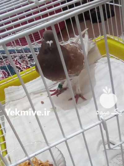 فروش کبوتر مسافتی عراق در گروه خرید و فروش انواع پرنده در یکمیوه -عکس1