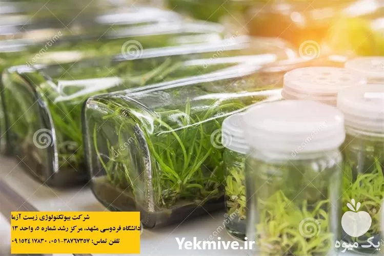 محیط کشت تکثیر ارکیده از در گروه خرید و فروش انواع بذر در یکمیوه -عکس1