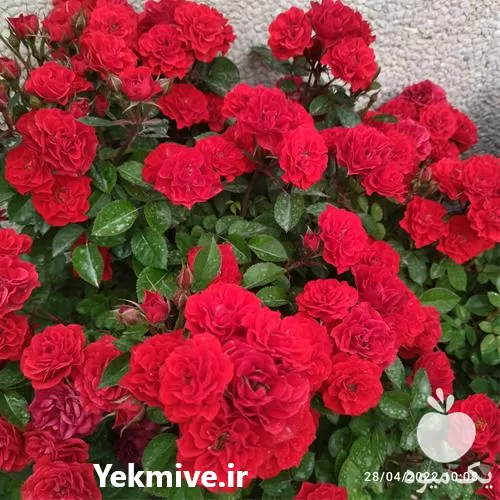 اورژانس گیاهان در ایران دکتر در تهران در گروه خدمات باغبانی در یکمیوه -عکس1