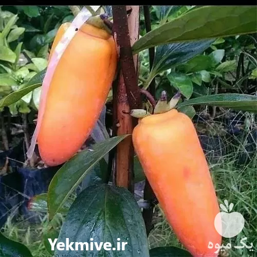 بهترین قیمت نهال خرمالو موزی در گروه خرید و فروش نهال خرمالو در یکمیوه -عکس1