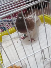 فروش کبوتر مسافتی عراق در گروه خرید و فروش انواع پرنده در یکمیوه