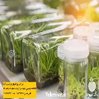محیط کشت تکثیر ارکیده از در گروه خرید و فروش انواع بذر در یکمیوه