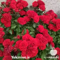 اورژانس گیاهان در ایران دکتر در تهران در گروه خدمات باغبانی در یکمیوه