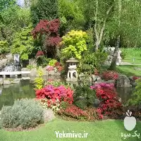 ویزیت گیاهان شما در منزل در تهران در گروه خدمات باغبانی در یکمیوه