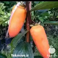 بهترین قیمت نهال خرمالو موزی در گروه خرید و فروش نهال خرمالو در یکمیوه