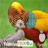 خرید فوری انواع نژاد قرقاول در تهران در گروه مرغ و خروس و بوقلمون و اردک قو قاز در یکمیوه