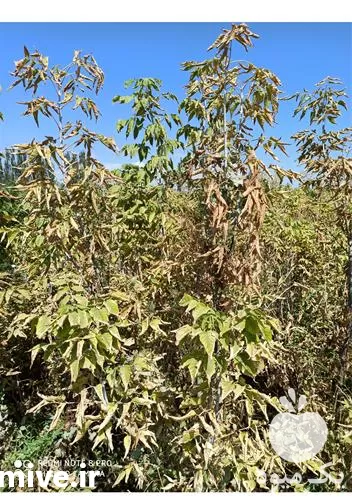 خرید و قیمت نهال افرا در آذربایجان غربی در گروه خرید و فروش نهالستان در یکمیوه -عکس1