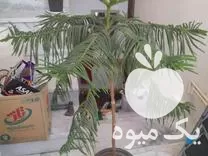 فروش انواع گل و گیاه کاکتوس در مراغه در گروه خرید و فروش گیاهان زینتی در یکمیوه -عکس1