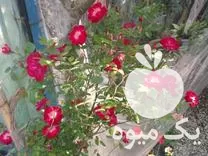 خرید انواع گل و گیاه در آمل در گروه خرید و فروش گیاهان زینتی در یکمیوه -عکس1