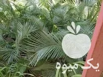 فروش انواع گل گلخانه ای در فردوس در گروه خرید و فروش گیاهان زینتی در یکمیوه -عکس1