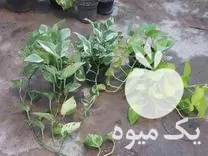 قیمت خرید انواع گل پتوس در تهران در گروه خرید و فروش گیاهان زینتی در یکمیوه -عکس1