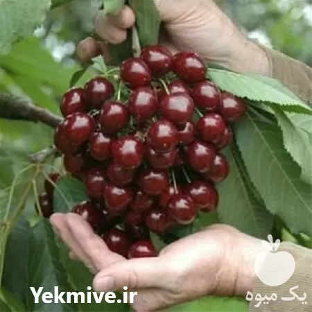 عرضه بهترین نوع نهال گیلاس در اصفهان در گروه خرید و فروش نهال در یکمیوه -عکس1
